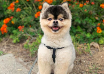 Daniel Sturridge Offers £30,000 Reward For Return Of His Stolen Dog