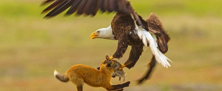 Eagles Vs Squirrels: When ‘Animals’ Battle For Human Competition