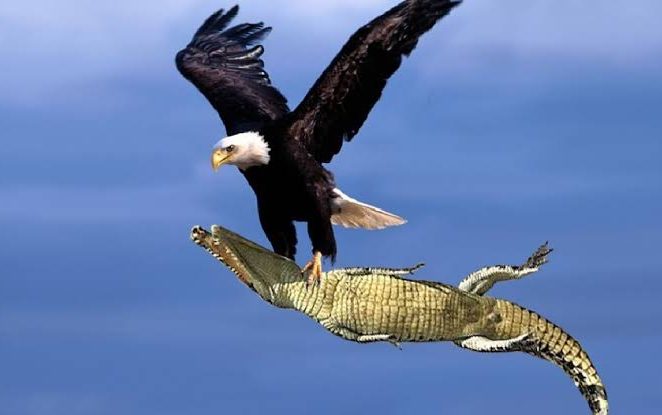 After Squirrels Capture, Eagles Return To Lagos To Feast On Crocodiles