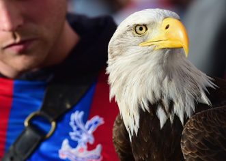 Kayla, Crystal Palace Eagle, Dies At 28 After Heart Attack