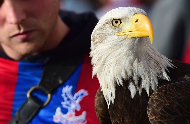 Kayla, Crystal Palace Eagle, Dies At 28 After Heart Attack