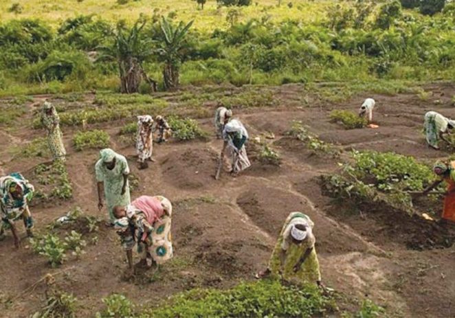 5 Million Farmers Register For Fertiliser Subsidy Across Nigeria