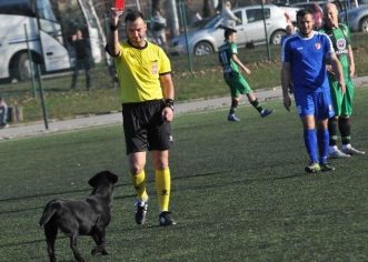 STRANGE: Dog Sent Off Over Pitch ‘Invasion’ In Serbia