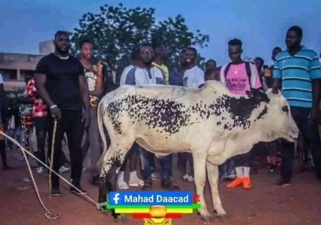 Bizarre: Malian Players Awarded Cow, Goat As Highest Goal Scorers