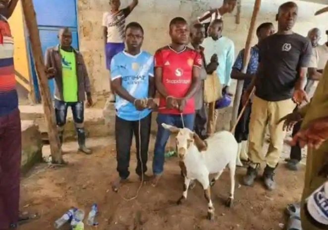 Manchester United, City Fans Arrested For Stealing Arsenal Fans’ Goat