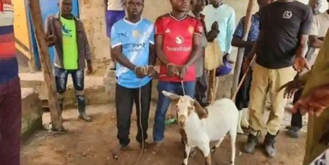 Manchester United, City Fans Arrested For Stealing Arsenal Fans’ Goat