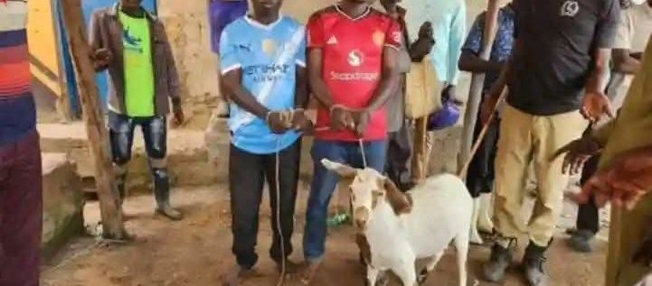 Manchester United, City Fans Arrested For Stealing Arsenal Fans’ Goat